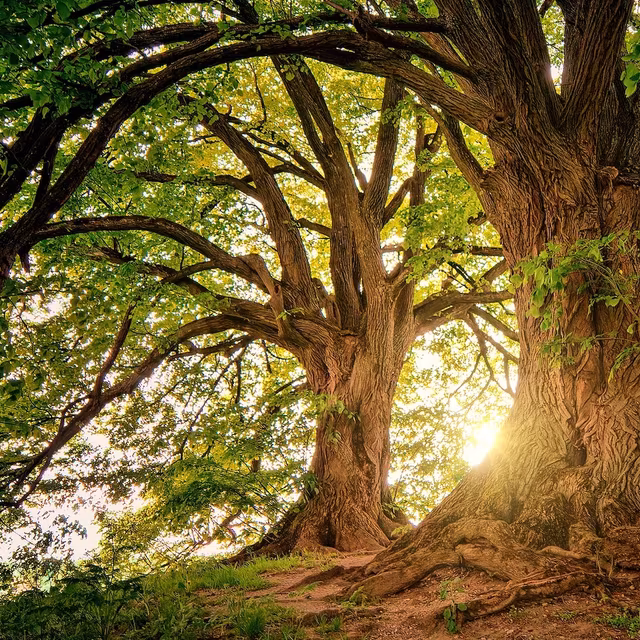 arbres segolene largillet kinesiologie rennes